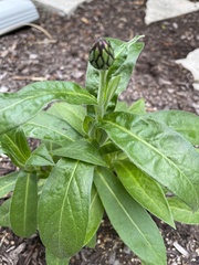Centaurea cyanus