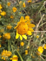 Anacyclus