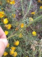 Anacyclus
