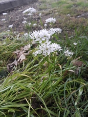 Allium trifoliatum