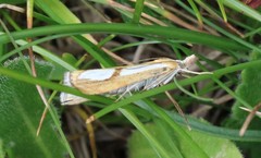 Catoptria conchella