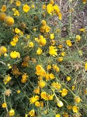 Anacyclus