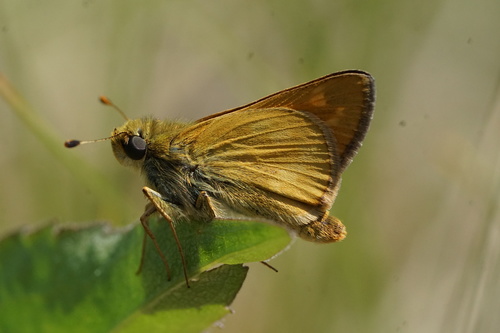 Indian Skipper photo 6