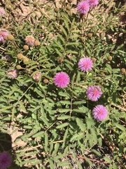 Mimosa rupertiana