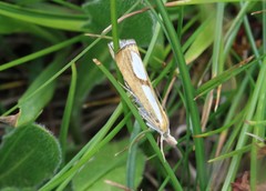 Catoptria conchella