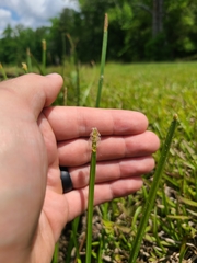 Eleocharis quadrangulata