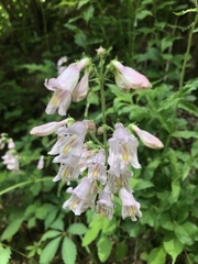Penstemon canescens