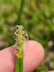Eleocharis quadrangulata