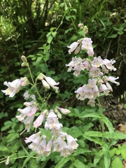 Penstemon canescens