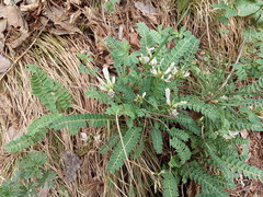 Astragalus polygala