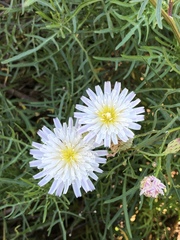 Malacothrix saxatilis implicata