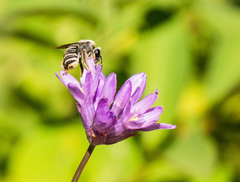 Dichelostemma
