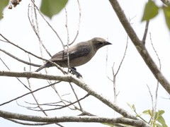 Molothrus bonariensis