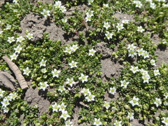 Arenaria serpens
