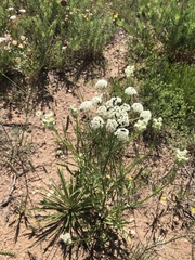 Eurytaenia texana