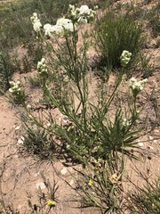 Eurytaenia texana
