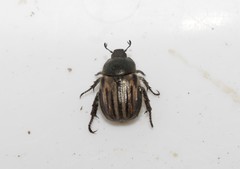 Blitopertha lineolata