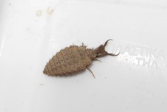 Macronemurus bilineatus