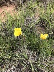 Oenothera coryi