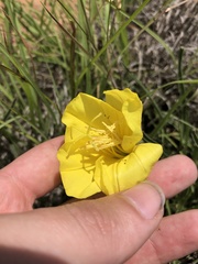 Oenothera coryi