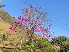 Handroanthus heptaphyllus
