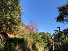 Handroanthus heptaphyllus