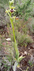 Ophrys sphegodes