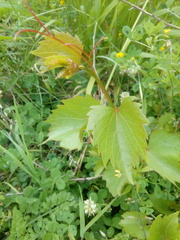 Vitis rupestris