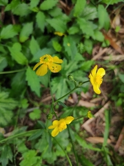 Ranunculus japonicus