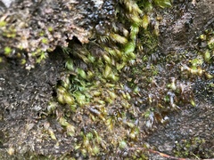 Fissidens serrulatus