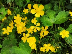 Ranunculus japonicus