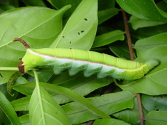 Daphnis hypothous