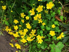 Ranunculus japonicus