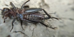 Modicogryllus frontalis