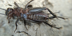 Modicogryllus frontalis