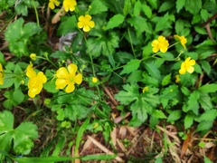 Ranunculus japonicus