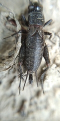 Modicogryllus frontalis