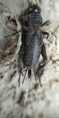 Modicogryllus frontalis
