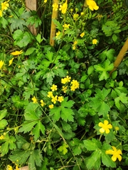 Ranunculus japonicus