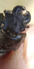Lethrus apterus