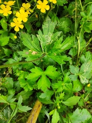 Ranunculus japonicus