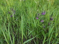 Symphytum officinale