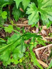 Ranunculus japonicus