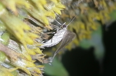 Sterrhinae