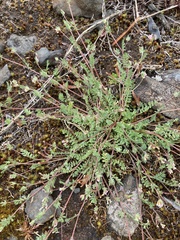 Ornithopus perpusillus