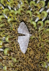 Sterrhinae