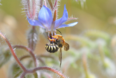 Rhodanthidium septemdentatum