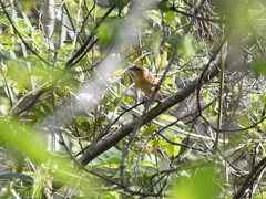 Pachyramphus castaneus