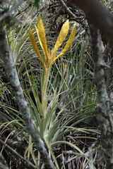 Tillandsia flavobracteata