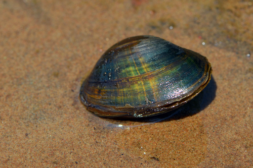 Higgins' Eye Pearly Mussel